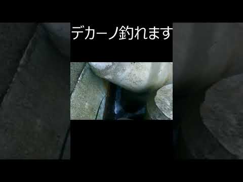 【穴釣り】３０オーバーの尺越えソイに歓喜！#shorts