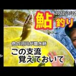 【鮎釣り2022】長良川の支流粥川で癒しの夕方釣行