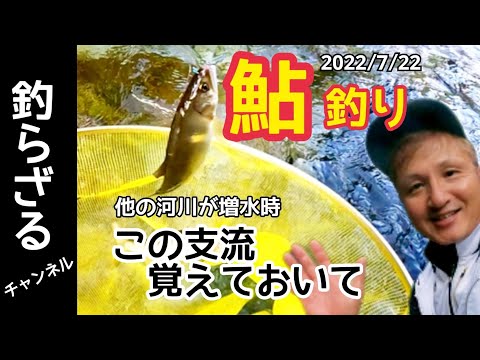 【鮎釣り2022】長良川の支流粥川で癒しの夕方釣行