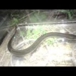 ウナギ釣りは素人でも簡単なので、丑の日はうなぎ釣りで釣って食べよう