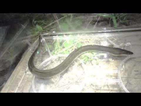 ウナギ釣りは素人でも簡単なので、丑の日はうなぎ釣りで釣って食べよう