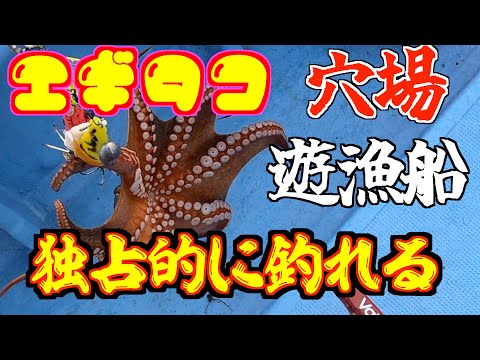 【エギタコ】穴場タコ釣り遊漁船 独占的に釣り放題！