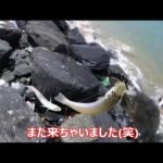 【7月中旬】☆やっぱりキス釣り♪