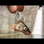 ダムの下の水路と上流の川で釣りをしました