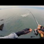 デカいやつが簡単に食ってくる異常な日・・