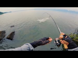 デカいやつが簡単に食ってくる異常な日・・