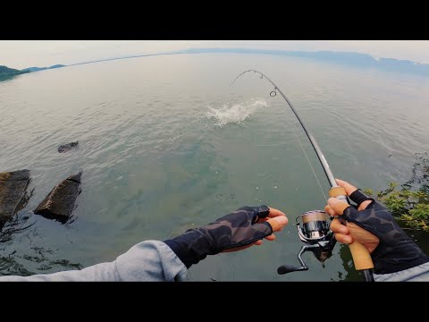 デカいやつが簡単に食ってくる異常な日・・