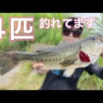 【バス釣り】3連休明け＋大雨…それでも！！！【八郎潟】#18