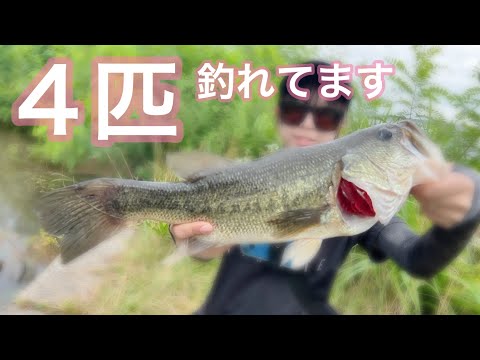 【バス釣り】3連休明け＋大雨…それでも！！！【八郎潟】#18
