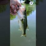 【バス釣り】ラージ釣れた　#Shorts