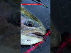 トリコロールバイブで釣りした結果。渓流ベイトフィネス 実釣動画 長野県