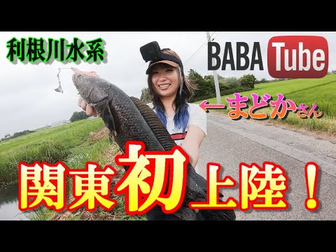 BABATube【釣りグルイ】まどかさんが初関東上陸！？