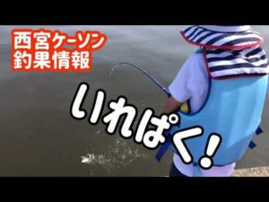 西宮周辺『サビキ釣り爆釣！』ピークの釣れ具合です( *´艸｀)　　フィッシングマックス芦屋店