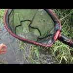 川でガサガサして釣りの餌を捕る