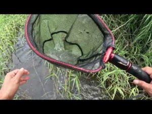 川でガサガサして釣りの餌を捕る