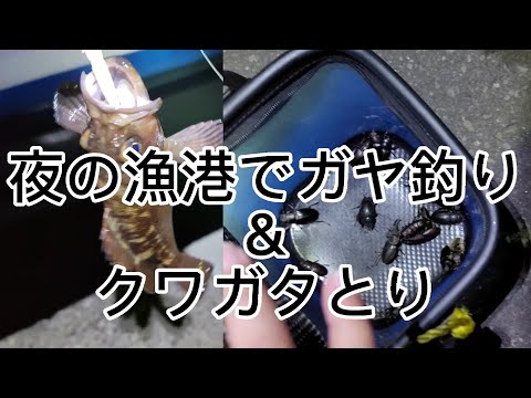 漁港でクワガタ捕り＆ガヤ釣り