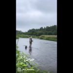 ワンコと北海道で釣り。川の中までワンコが来て、釣果は小物3尾リリース。#shorts