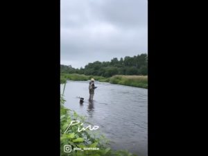 ワンコと北海道で釣り。川の中までワンコが来て、釣果は小物3尾リリース。#shorts