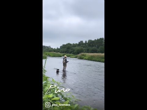 ワンコと北海道で釣り。川の中までワンコが来て、釣果は小物3尾リリース。#shorts