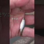 【釣りぶら散歩。】埼玉県 吉見の用水路で小物釣り。【淡水】#shorts