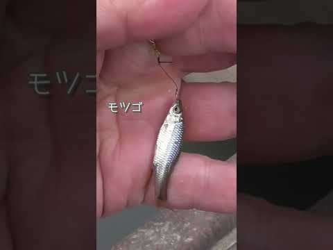 【釣りぶら散歩。】埼玉県 吉見の用水路で小物釣り。【淡水】#shorts