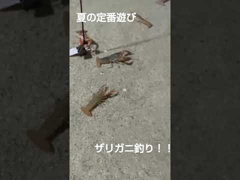 夏の定番遊び！ザリガニ釣り！！