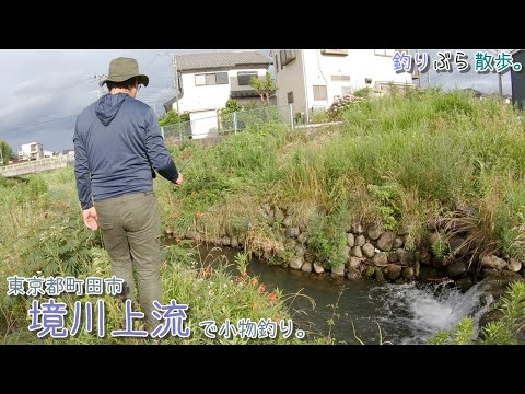 東京都と神奈川の堺の川、 境川で小物釣り。デカ〇〇連発！