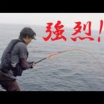 【石鯛釣り】乗っ込み最終チャレンジで、いきなりドラグ出されて焦りまくる…（69）