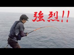 【石鯛釣り】乗っ込み最終チャレンジで、いきなりドラグ出されて焦りまくる…（69）