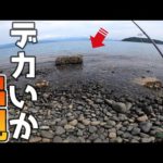 ゴロタ浜で釣りしていたら次々にイカが回遊してくる！！！！！