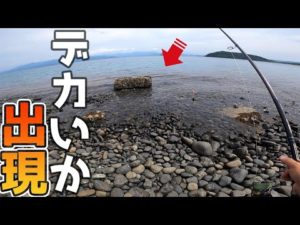 ゴロタ浜で釣りしていたら次々にイカが回遊してくる！！！！！
