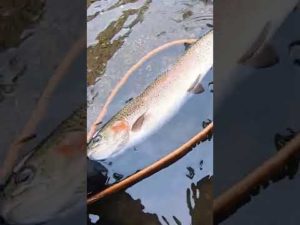 阿寒川でニジマス釣り1 #Shorts