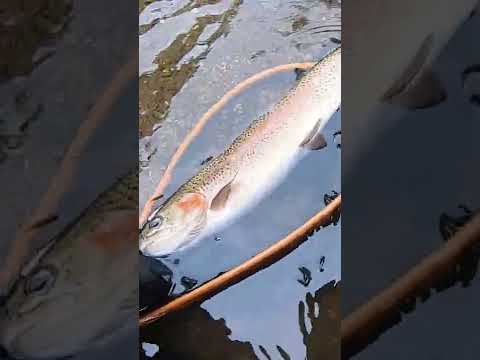 阿寒川でニジマス釣り1 #Shorts