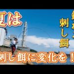 【チヌ釣り】夏に効果的なサシエは？