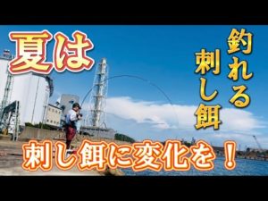 【チヌ釣り】夏に効果的なサシエは？