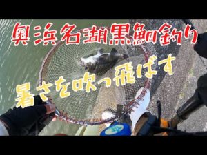 奥浜名湖真夏のクロダイ釣り