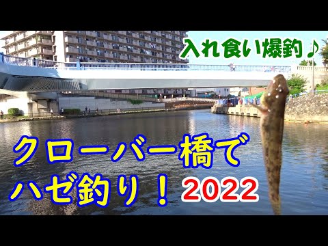 ハゼ釣り！★クローバー橋★2022【入れ食い爆釣♪】