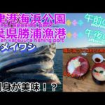 友人と千葉県勝浦市で海釣り！まずは腹が減っては釣りができぬということで海鮮丼で腹ごしらえをする。