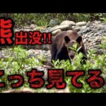 【超危険】子を守る母熊に遭遇‼釣りどころじゃない‼