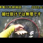 鮎釣り・九頭竜川中部地区・2022.07/02