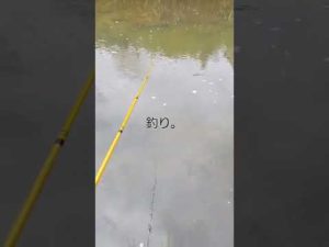 釣り動画なんよ(´・д・｀)