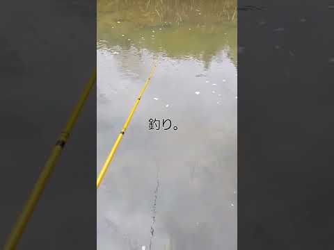 釣り動画なんよ(´・д・｀)