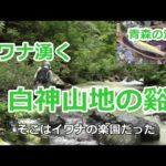 イワナ湧く白神山地の谿 (前編) / 青森の渓流 / みちのく釣りの旅  ﾌﾗｲﾌｨｯｼﾝｸﾞ渓流釣り(4K) fly fishing