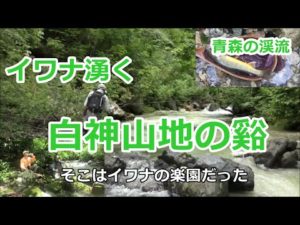 イワナ湧く白神山地の谿 (前編) / 青森の渓流 / みちのく釣りの旅  ﾌﾗｲﾌｨｯｼﾝｸﾞ渓流釣り(4K) fly fishing