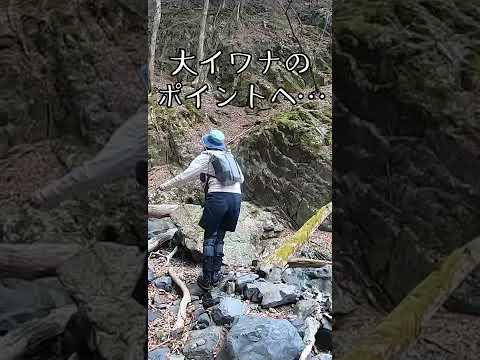 【渓流釣り】大イワナのポイントで...#Shorts