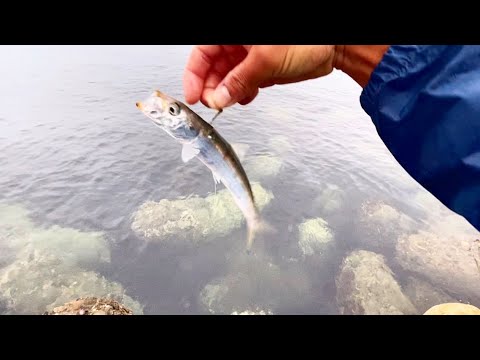 雨の日といえばこの釣りが熱い。