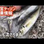 サビキ釣りパラダイスだ！　西宮ケーソン( *´艸｀)　　フィッシングマックス芦屋店