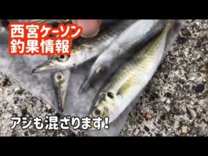 サビキ釣りパラダイスだ！　西宮ケーソン( *´艸｀)　　フィッシングマックス芦屋店
