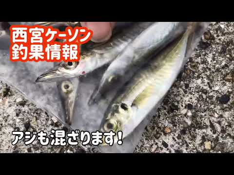 サビキ釣りパラダイスだ！　西宮ケーソン( *´艸｀)　　フィッシングマックス芦屋店