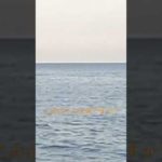 この魚は何ですか？#釣り #shorts #イルカ #マグロ